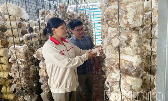 L&agrave;m gi&agrave;u từ trồng nấm rơm v&agrave; măng t&acirc;y