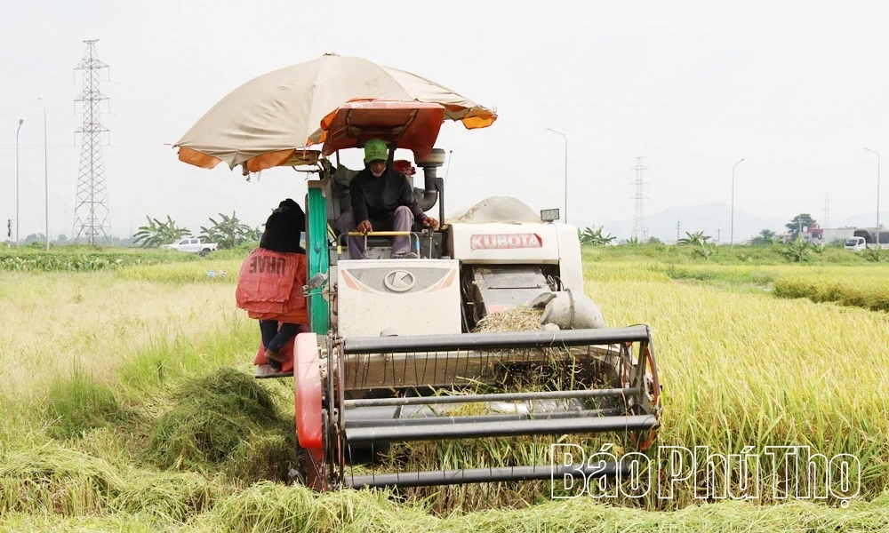 Vụ Xuân đạt kết quả cao