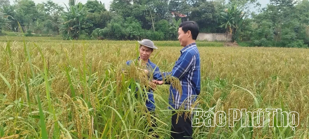 Vụ Xuân đạt kết quả cao