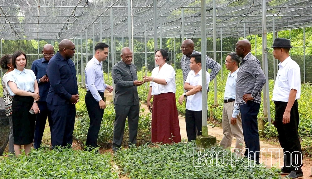 Đoàn công tác Bộ Nông nghiệp và Lâm nghiệp nước Cộng hòa Angola làm việc tại Phú Thọ